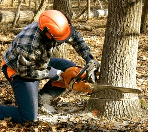 Tree Removal in Carlton, GA